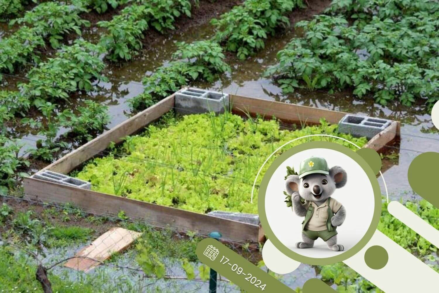 Rośliny a nadmiar wody