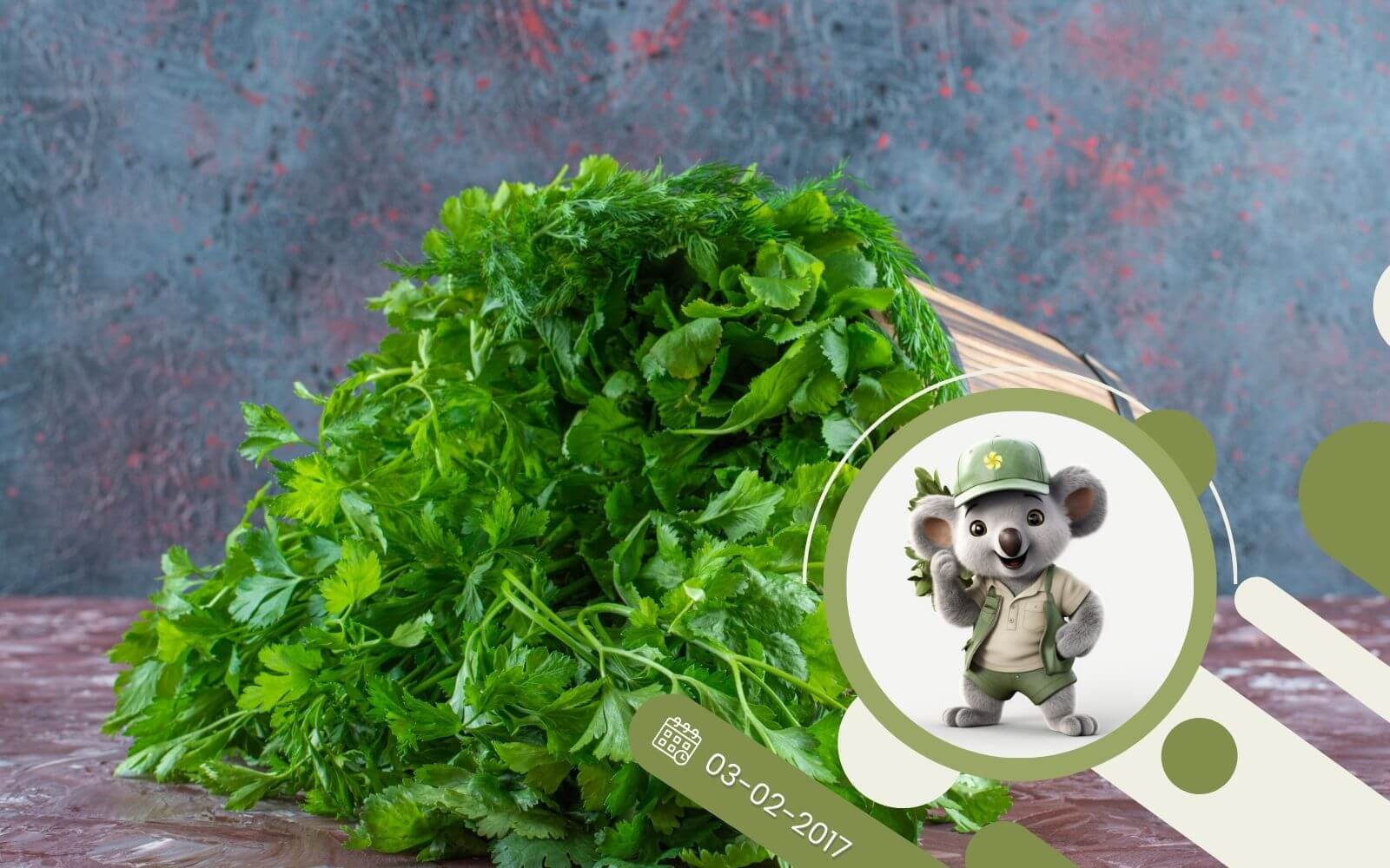 Ziołowy kącik - K jak Kolendra