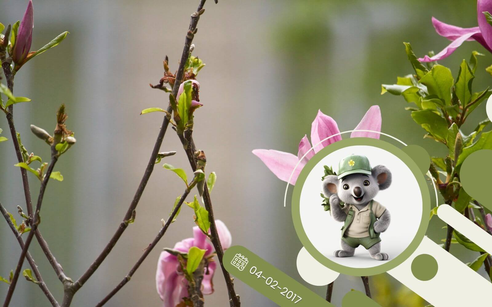 Jak prawidłowo przesadzić magnolię?