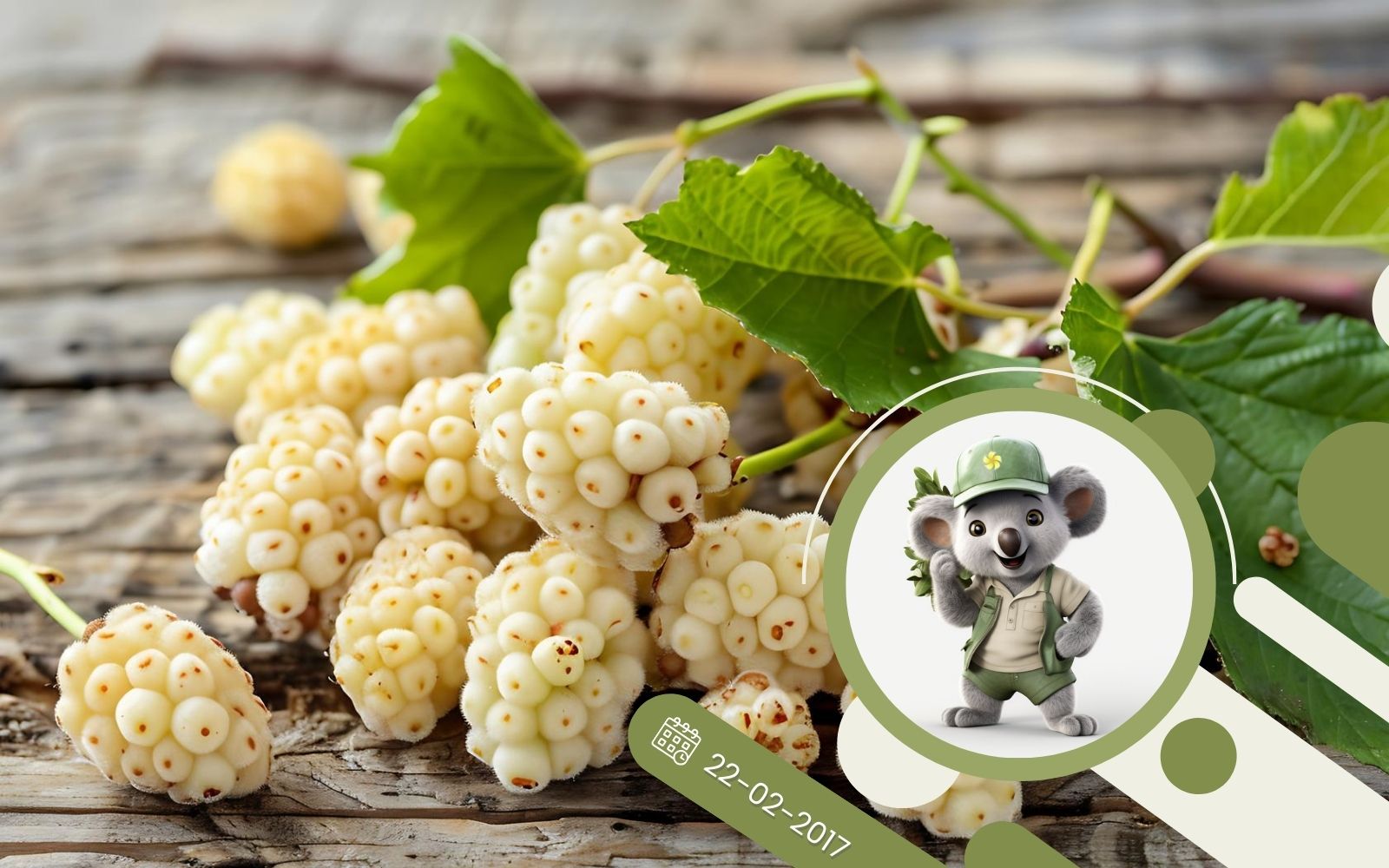 Morwa biała - cudowne właściwości morwy.