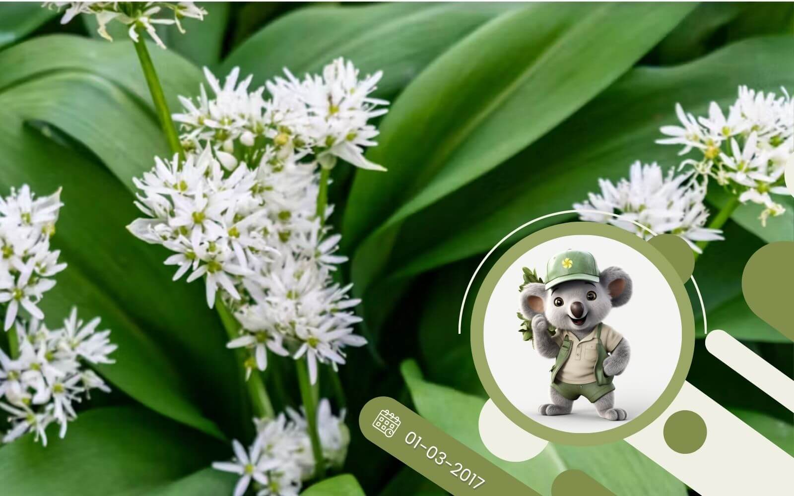 Uprawa czosnku niedźwiedziego