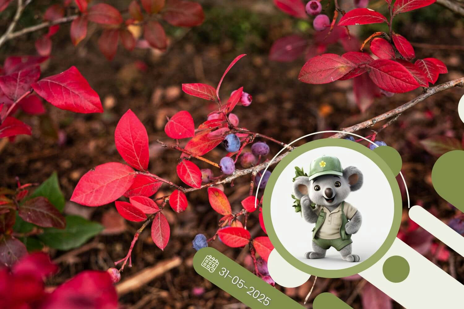 Alarm na borówkowej plantacji - co naprawdę kryje się za kolorowymi liśćmi?