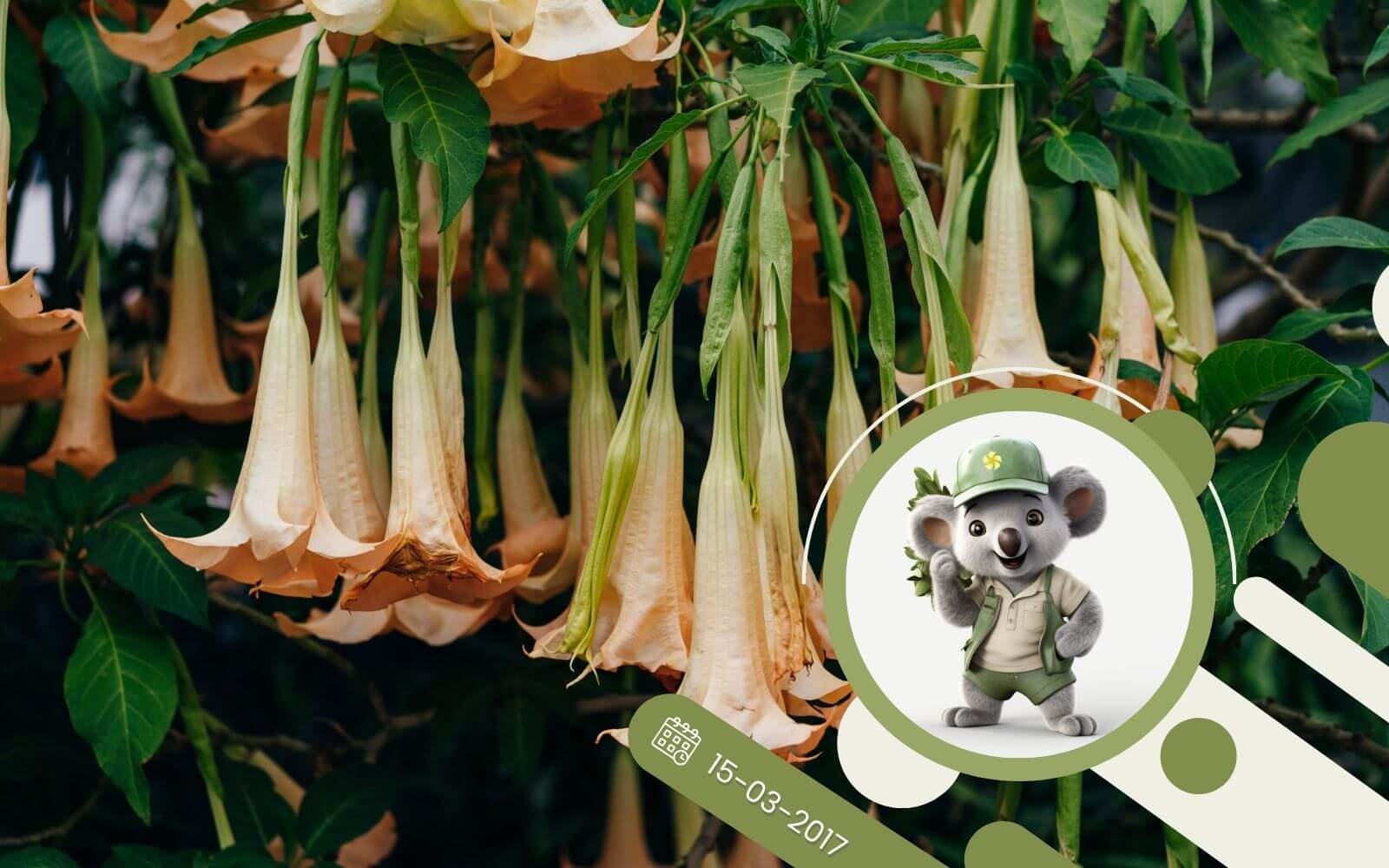 Datura czy Bieluń czy się różnią?