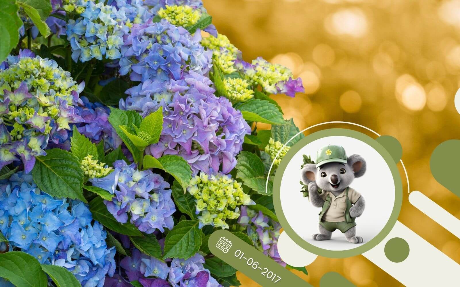 Hortensje - królowe ogrodów, jak je uprawiać?