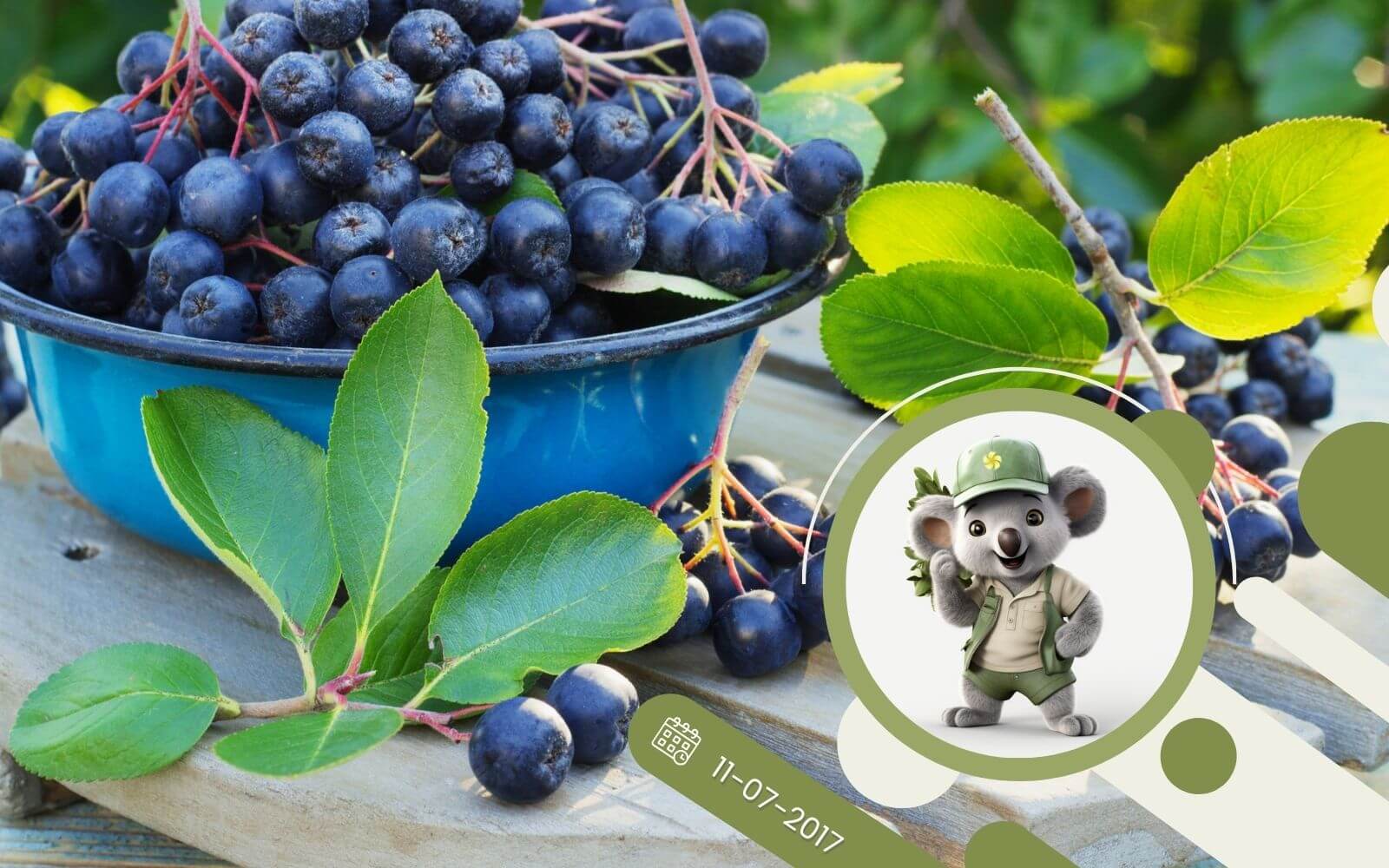 Aronia - zalety, właściwości cudownego krzewu