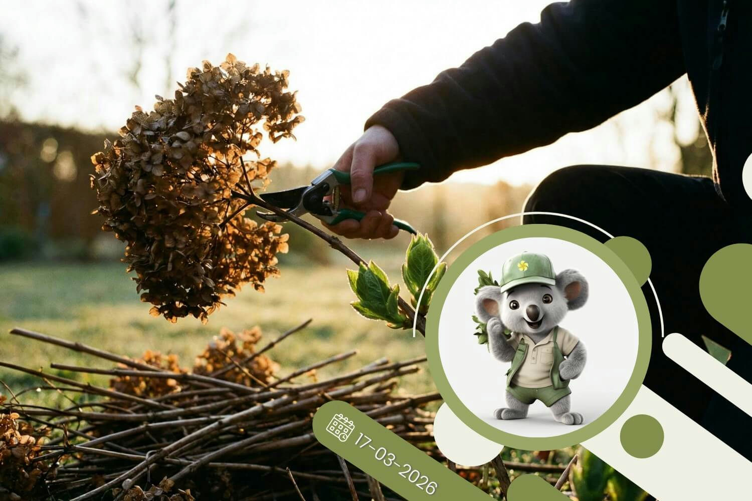 Sekrety wiosennego cięcia hortensji - zrób to dobrze, a będą kwitły jak szalone