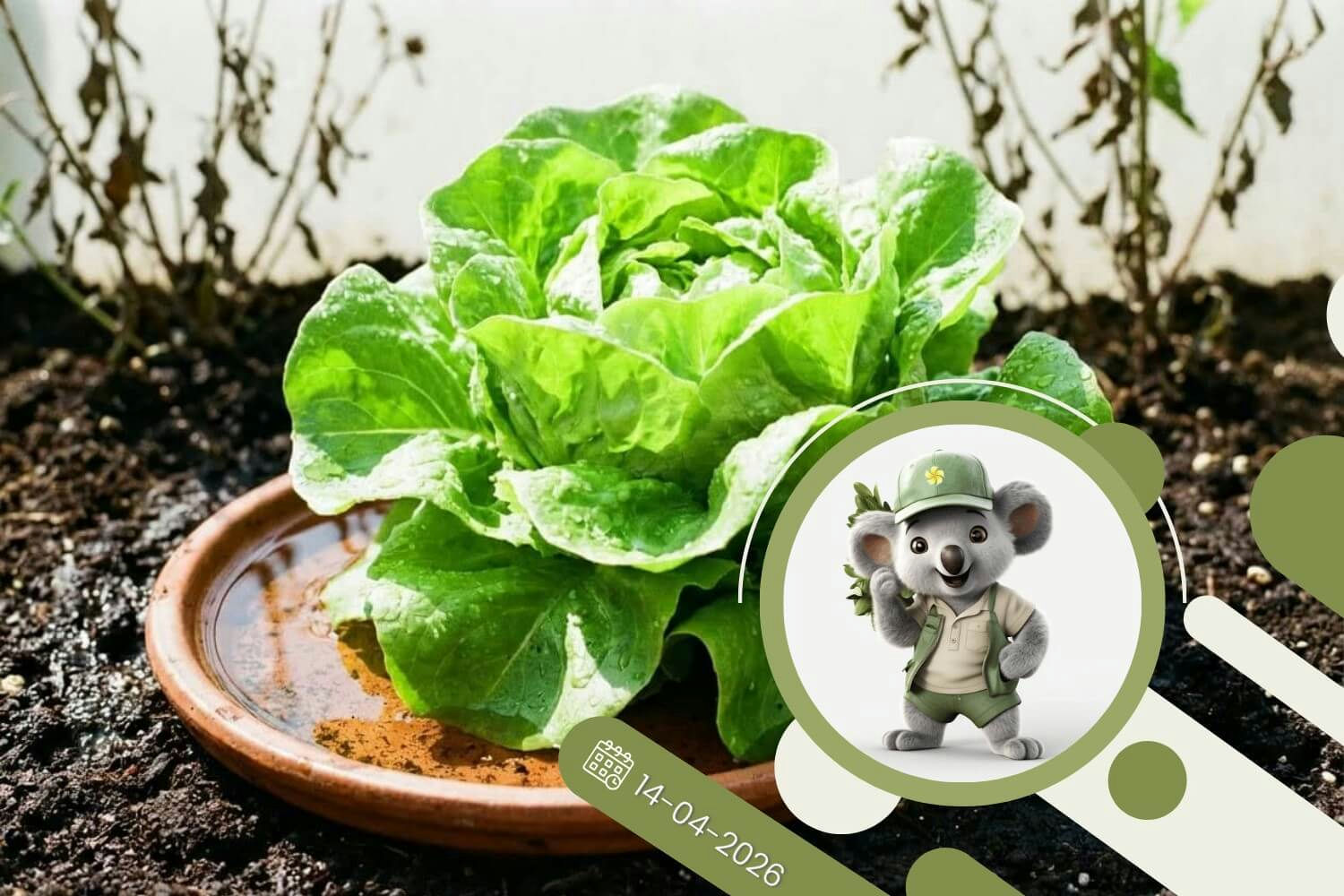 Ten prosty trik ze spodkiem sałaty ochroni ją przed wyrastaniem