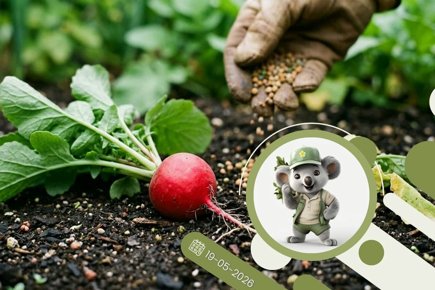 Odżywianie rzodkiewek - sprawdź czy Twoje warzywa nie są na diecie