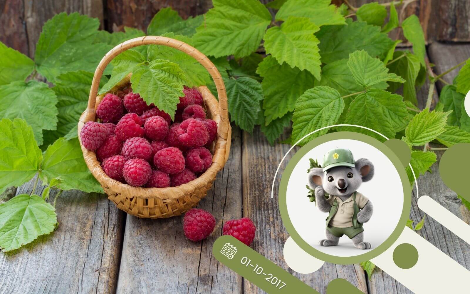 Malina Polana - dlaczego warto ją mieć?