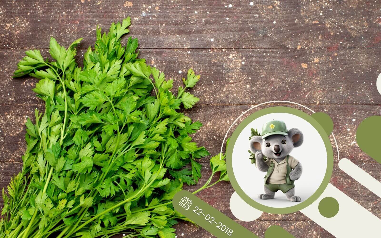 Ziołowy kącik - P jak Pietruszka