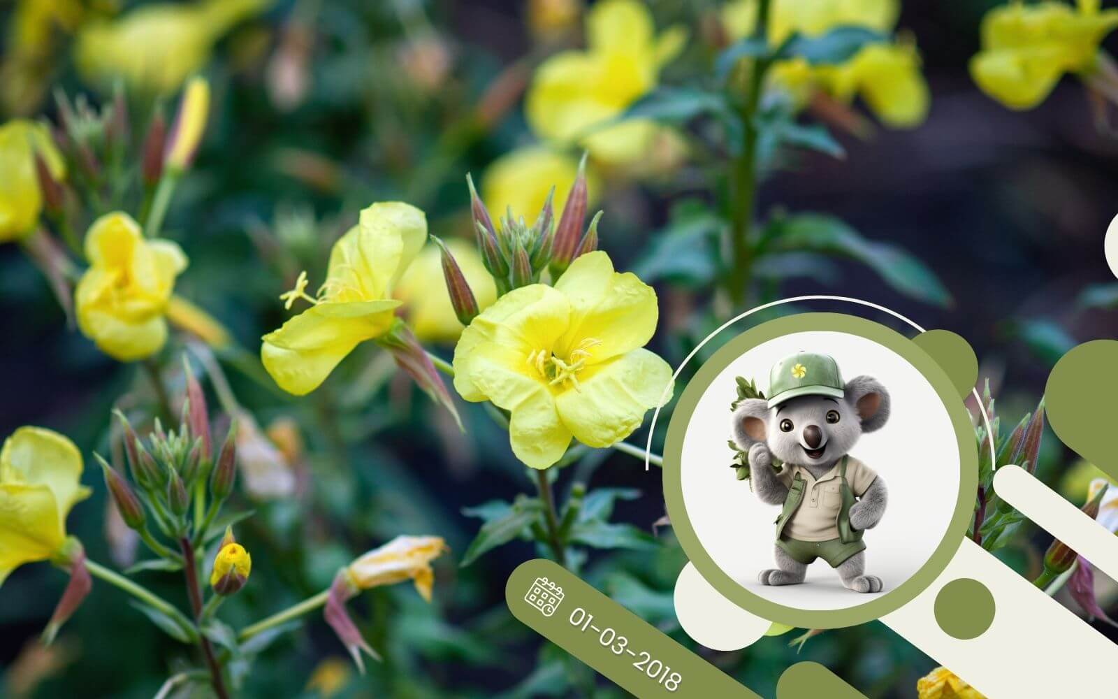 Ziołowy kącik - W jak Wiesiołek