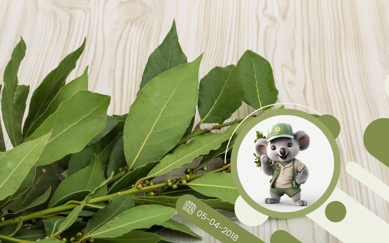 Ziołowy kącik - L jak Laur