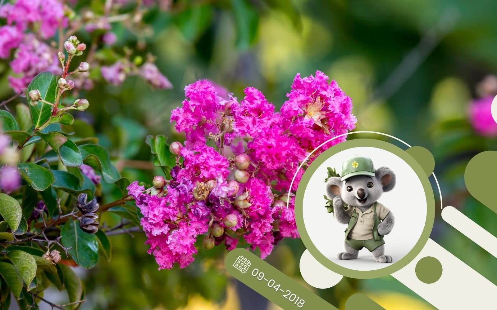 Lagerstroemia - Bez południa - hit w ogrodzie