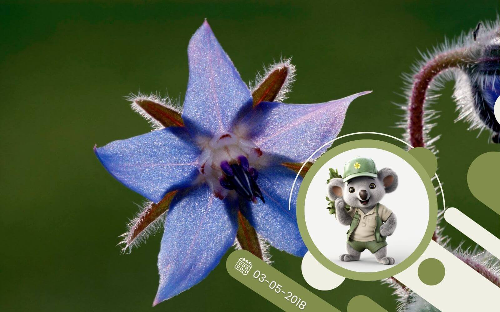 Ziołowy kącik - O jak Ogórecznik