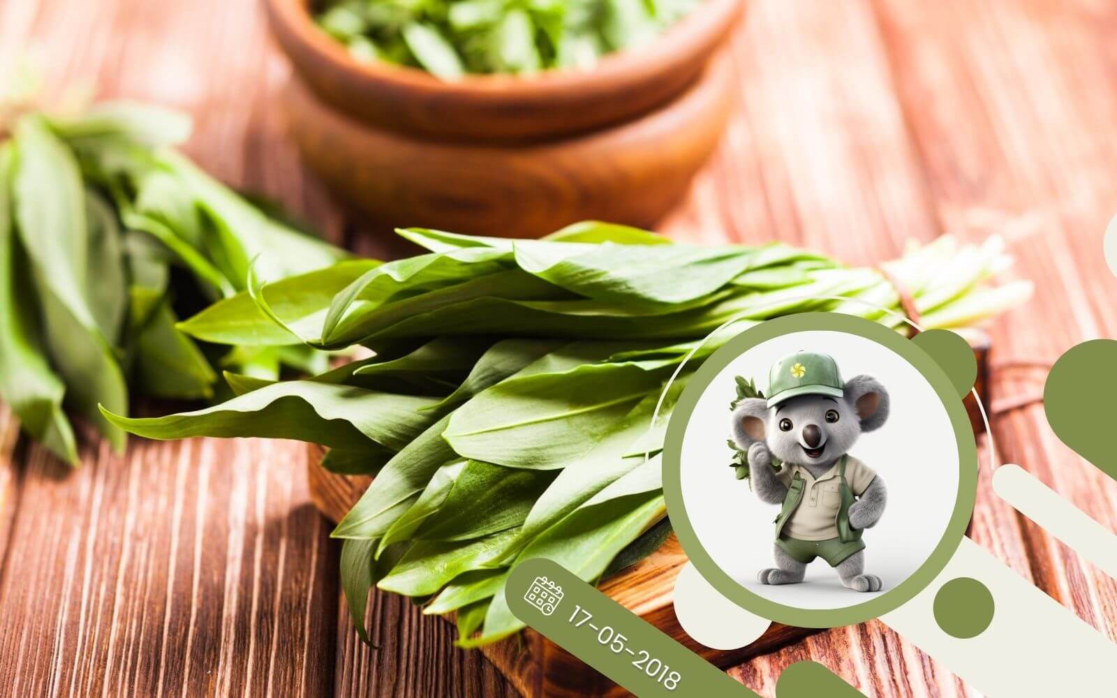 Uprawa szczawiu w ogrodzie