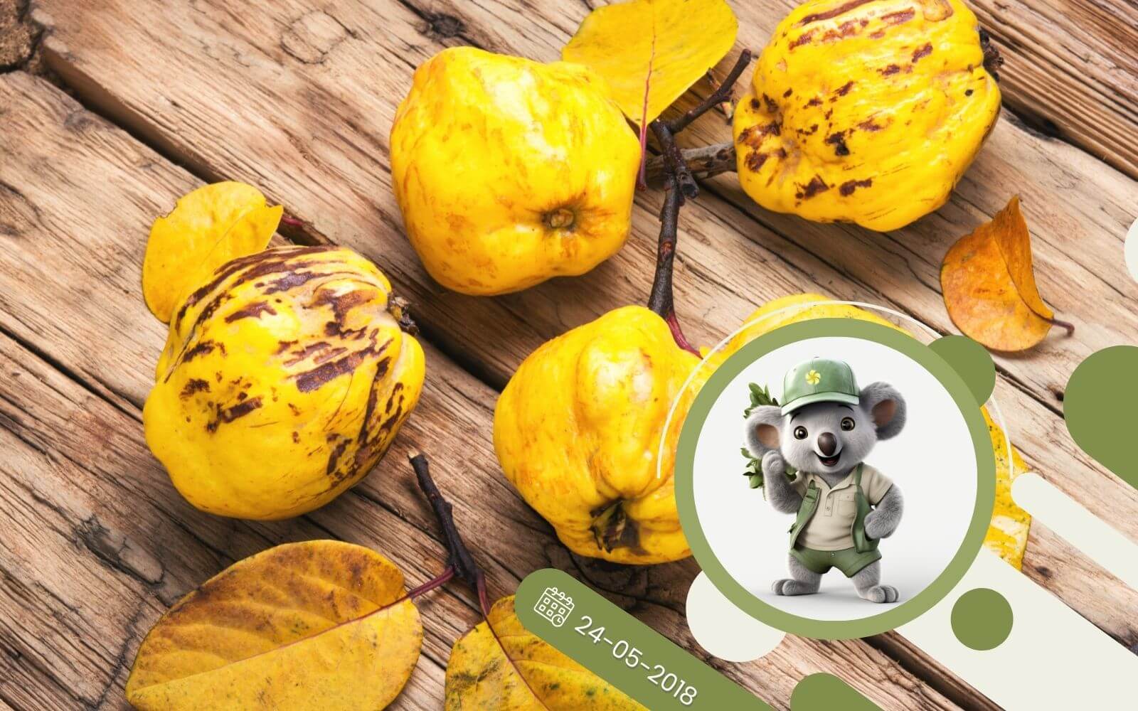 Pigwa czy Pigwowiec?