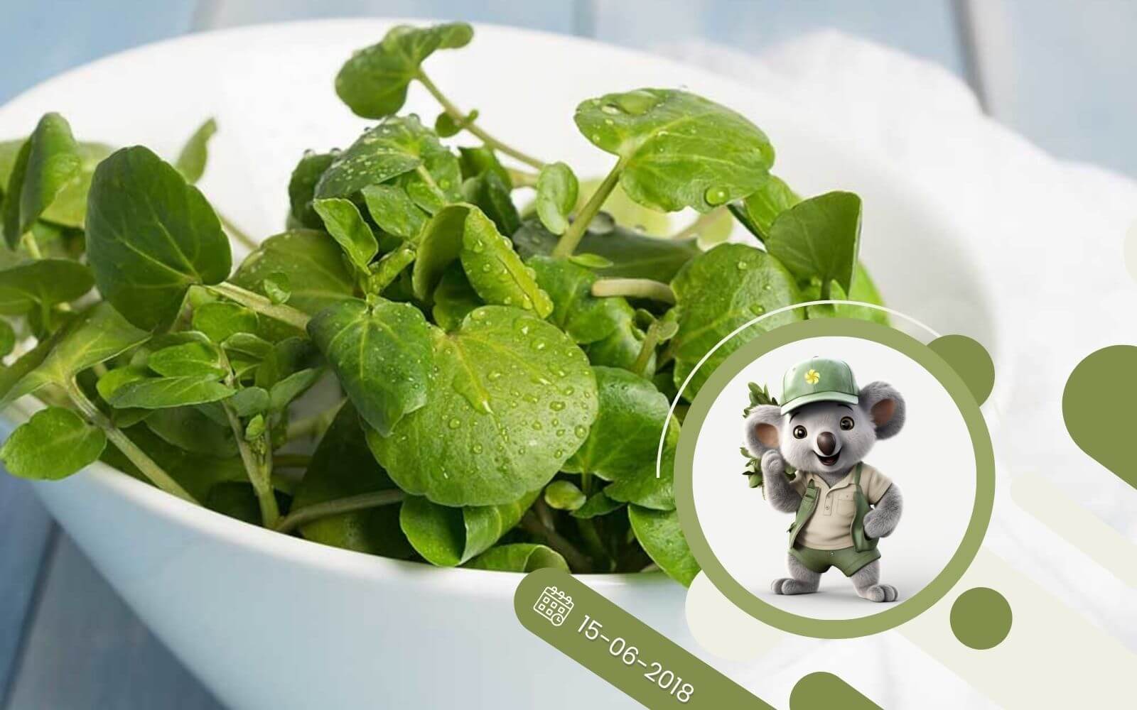 Ziołowy kącik - R jak Rukiew Wodna