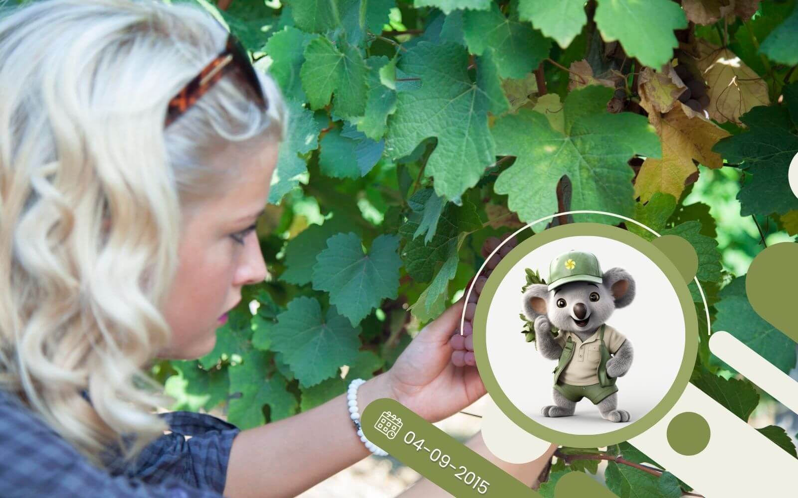 Winorośle tajniki uprawy