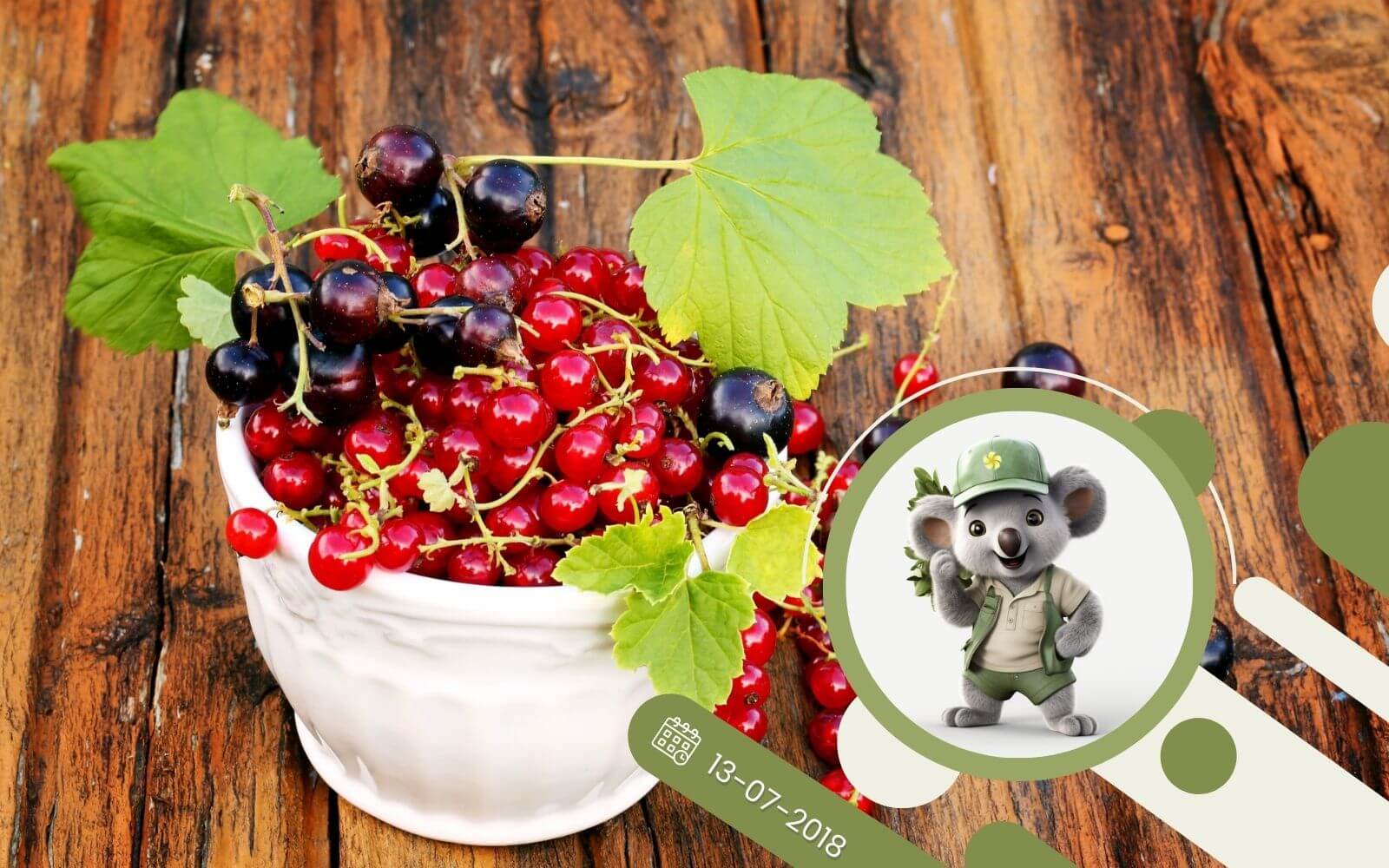 Owoce porzeczki - jak je wykorzystać?