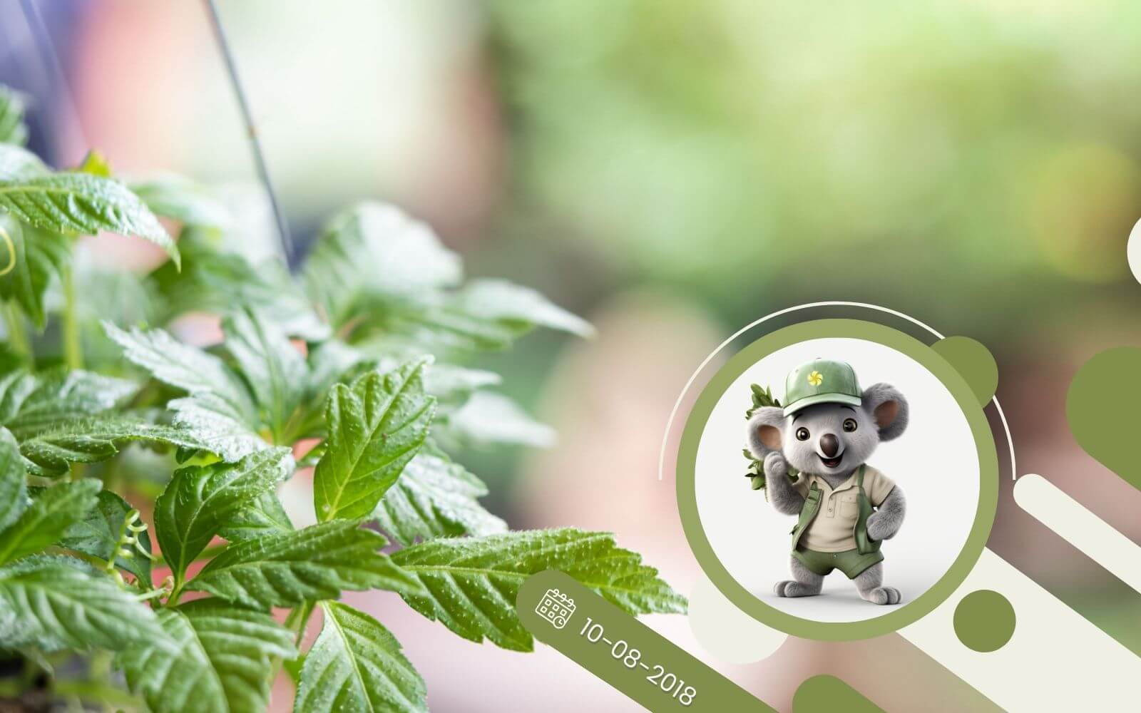 Ziołowy kącik - J jak Jiaogulan